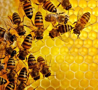 Προϊόντα μέλισσας κατά της φλεγμονής στον προστάτη